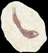Knightia Fossil Fish - Wyoming #60820-1